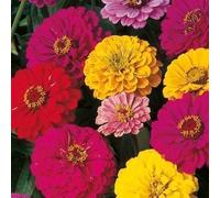 Seekay Zinnia Géant Dahlia Fleuri Mélange - 150 Graines - Fleur Annuelle