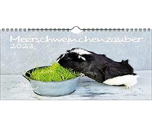 Seelenzauber Calendrier magique pour cochons d'Inde 2023 Format A4