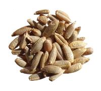 Seigle Bio - Secale Cereale L. (Engrais Vert) SEM06 (Variété : Seigle bio - 250 grammes)