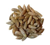 Seigle Fourrager Bio - Secale Cereale L. (Engrais Vert) SEM02 (Variété : Turbogreen, 250 grammes)