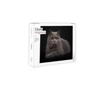 Semainier 2025 - Chats mignons Miaou