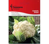 Semenarna Ljubljana Graines de Chou-Fleur "Erfurt" - 2,50 g