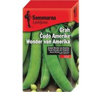 Semenarna Ljubljana Graines de Pois "Wonder van America" - 100 g