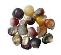 Semences de Maïs Glass Gem à Pop-Corn Bio - 25 graines - SEM01