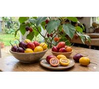 Semences de tamarillo, 3 couleurs : rouge, jaune, violet ✩ Tomate exotique en arbre ✩ Qualité supérieure
