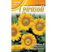 Semences de tournesol Nanissimo sunspot jardin jardin seeds fleurs