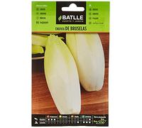 Semences horticoles de Batlle - Endive de Bruxelles (10g), Noir