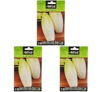 Semences horticoles de Batlle - Endive de Bruxelles (10g), Noir (Lot de 3)