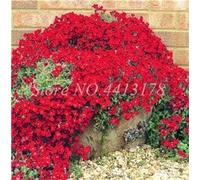 Semi: 100 Pezzi Aubrieta Piante Roccia Cress Cascade Fiore Viola all'e Planta SeedFor Giardino domestiche Seas Ground Cover: 6