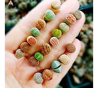 SEMI -100pcs / bag mix Lithops semi rari semi succulenti Pseudotruncatella Living s impianto mini giardino Red