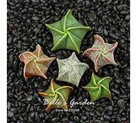 SEMI -10pcs Astrophytum myriostigma Semi Astrophytum Cactus Semi Succulente piante semi di giardino domestico di DIY Pianta in vaso di fiori