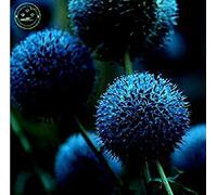 SEMI -150 semi gigante Allium giganteum issimo giardino semi di fiori piante tasso Ts 95% fiore raro per i bambini p41 Deep Blue