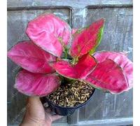SEMI -50 pc/sacchetto Aglaonema 'Pink Dud', e piante perenni Mosaico alberi sempreverdi semi di fiori, Pianta da giardino di casa potted 10