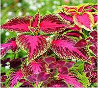 SEMI - 50PCs cinese Coleus semi Mini Foliage Piante Perfect Color Case Pot fioriera per decorazione del giardino 3