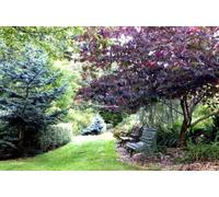 Semi Cercis canadensis Foresta Pansy ROSSO LEAVED ORIENTALE Albero di Giuda!