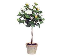 Semi Comune della Camelia, (Camellia Japonica), Semi di Fiori in Vaso Piante da Esterno Fai da Te per Il Giardino Domestico 5 pc/Sacchetto 2