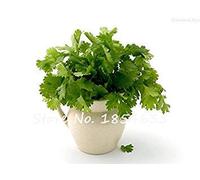 SEMI - Coriandolo Coriandolo semi verdura Home orto biologico fragranti commestibili cumino sapore delizioso di cucina 100 pc