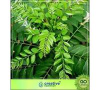 Semi Curry Pianta Murraya Koenigii - Aromatico Foglio Di Semi cucina indiana per balcone Garden Seed
