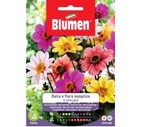 Semi Dalia Fiore Semplice Mix Blumen Multicolore