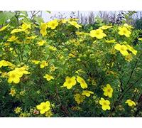 Semi di fiore giallo tormentilla (Potentilla erecta) da agricoltura biologica perenne