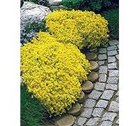 Semi di Fiore: Semi Delosperma Nubigenum per Kitchen Giardinaggio Giardino di Fiori da Giardino [Semi di Giardino domestiche Eco Confezione] Pianta Semi