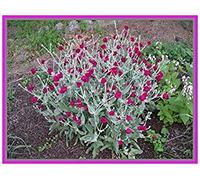 Semi di Fiori perenni, Lychnis Coronaria COQUELOURDE