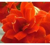 Semi di fiori Sementes 20 pezzi/borsa, semi di Kalanchoe, Kalanchoe Blossfeldiana, piante in vaso, stagioni di impianto, piante da fiore