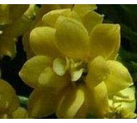 Semi di fiori Sementes 20 pezzi/borsa, semi di Kalanchoe, Kalanchoe Blossfeldiana, piante in vaso, stagioni di impianto, piante da fiore