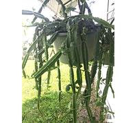 Semi di Germinazion : RACINES POTS von Cissus Quadrangularis VELD Passa. erstaunliche Pflanze !