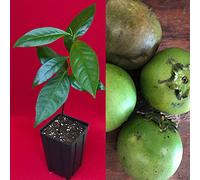 Semi di Germinazion : Schwarzer Sapote Diospyros Nigra Schokoladenpudding Pflanze Tropic Obstbaum 25,4-33 cm