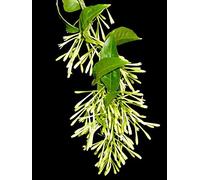 SEMI DI GERMINAZIONE: Cestrum Nocturnum Fragrant 'Night Blooming Jasmine Live-Topfpflanze