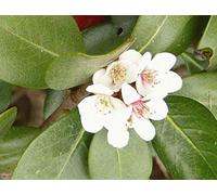 Semi di GERMINAZIONE: Vier Pflanzen. Hawthorn Indien, WeiÃŸ, rhaphiolepis Indica Clara, Topf Live-