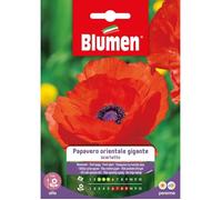 Semi Di Papavero Orientale Gigante Scarlatto Blumen Multicolore