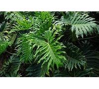 Semi di piante da appartamento PHILODENDRON a foglia divisa 15 pezzi