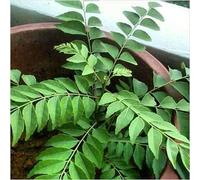 - Semi di verdure a foglia di curry