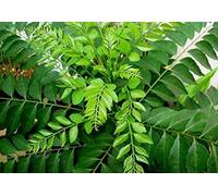 - Semi di verdure a foglia di curry