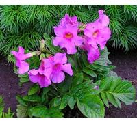 Semi freschi - Hardy Gloxinia - Deli Rose - Incarvillea Delavayi - 70 semi - Fiore