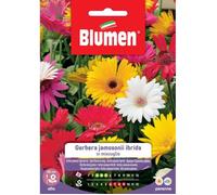 SEMI GERBERA JEMENSONII MIX BLUMEN SEMENTI FIORI