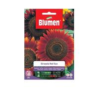 Semi Girasole Red Sun Blumen Sementi Fiori Multicolore