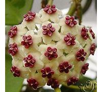 Semi Hoya, Seme in vaso, Hoya Carnosa seme di fiore piante da giardino, Piantare perenne - 20 Semi piante d'appartamento