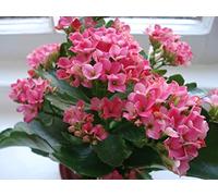 Semi Kalanchoe longevità di fiori Piante in vaso Piantare Stagioni piante da fiore piante per giardino 100PCS