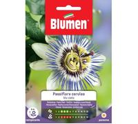 Semi Passiflora Cerulea Blu Cielo Blumen Multicolore