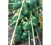 semi rosso signora ibrido F1 786 semi di papaya Seed (600 per pacchetto)