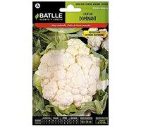 Semillas Batlle - coliflor Dominante de Chou-Fleur - Blanquita (Oct-nov), Verts