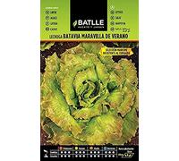 Semillas Batlle Laitue Batavia Merveille d'été - Maresme