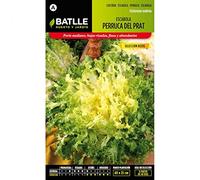 Semillas Batlle - Scarole Double d'été - Estival, Vert