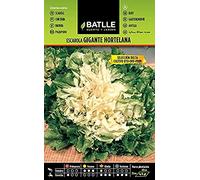 Semillas Batlle - Scarole Potager géant - Delta
