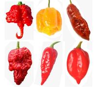 SEMISTRANI.IT - 60 Graines des 6 PIMENTS les Plus FORTS du MONDE, Coll. 6 + Guide Culture : CAROLINA REAPER, SCORPION YELLOW, BROWN BHUTLAH, APOCALYPSE, HABALOKIA et HABANERO ROUGE SAVINA