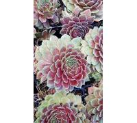 Sempervivum Chick Charms® Berry Bomb/Joubarbe Berry Bomb/Conteneur de 2 à 2.9 litres/Succulente