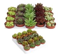 Sempervivum Lot de 6 plantes succulentes résistantes à l'hiver - Plantes d'intérieur et de jardin faciles d'entretien - Jardinière polyvalente pour l'intérieur et l'extérieur
